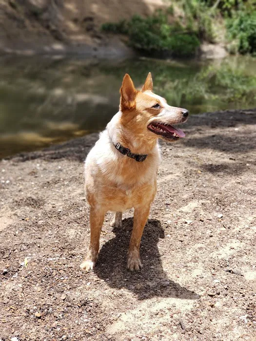 Euless Dog Park 6