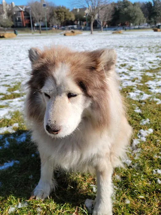 Euless Dog Park, Small Dogs 3