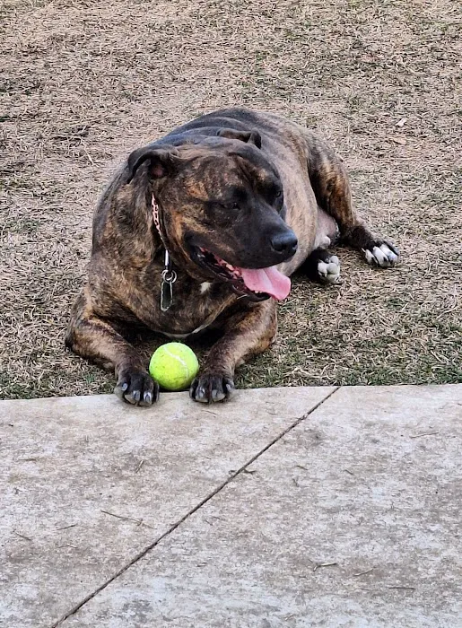 Prairie Tails Dog Park 6