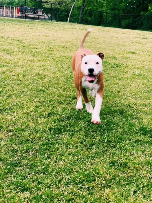 Harry Myers Dog Park 2