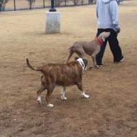 Jack Carter Dog Park ico