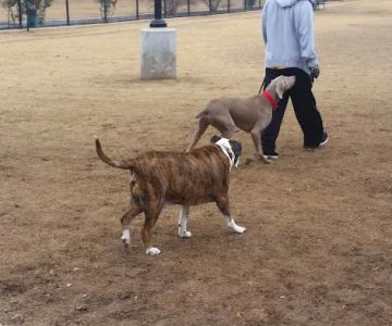 Jack Carter Dog Park