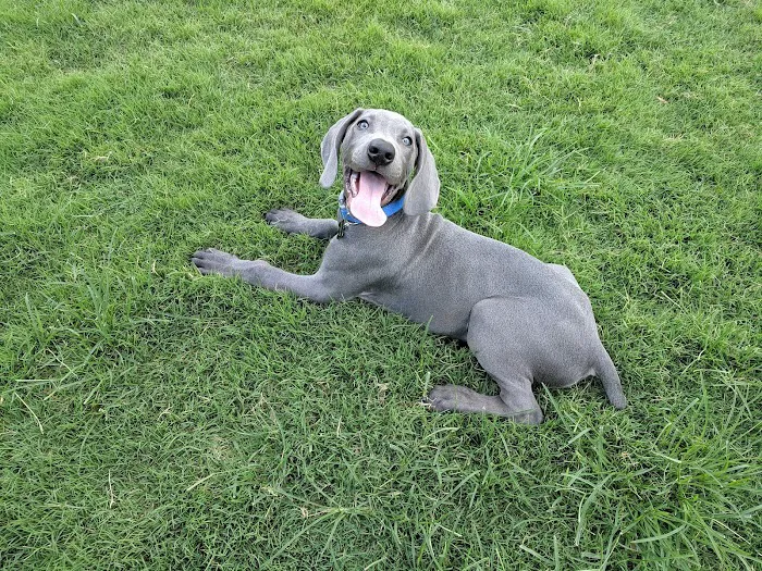 Jack Carter Dog Park 9