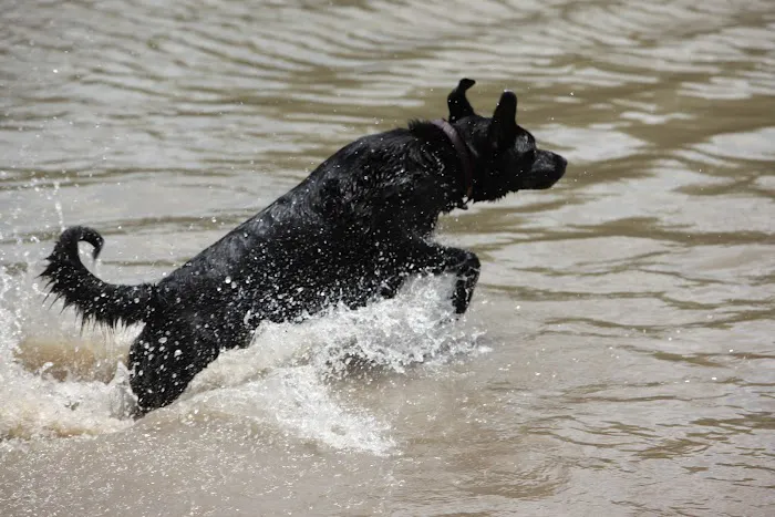 NorthBark Dog Park 9