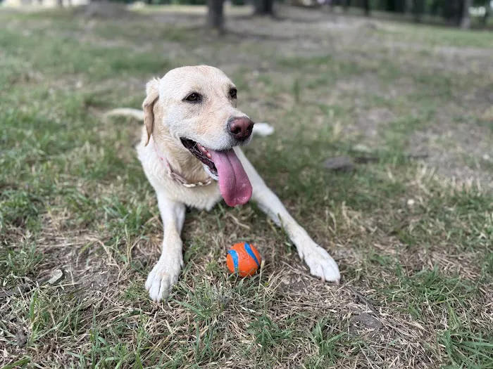 NorthBark Dog Park 6