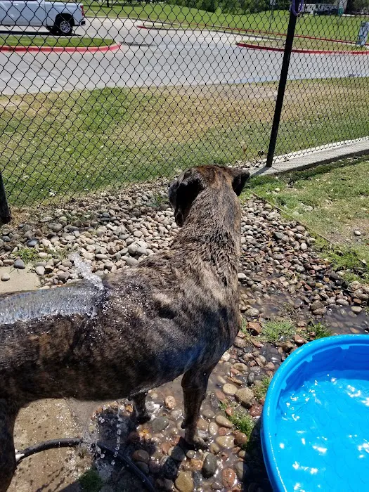 Rosemeade Dog Park 4