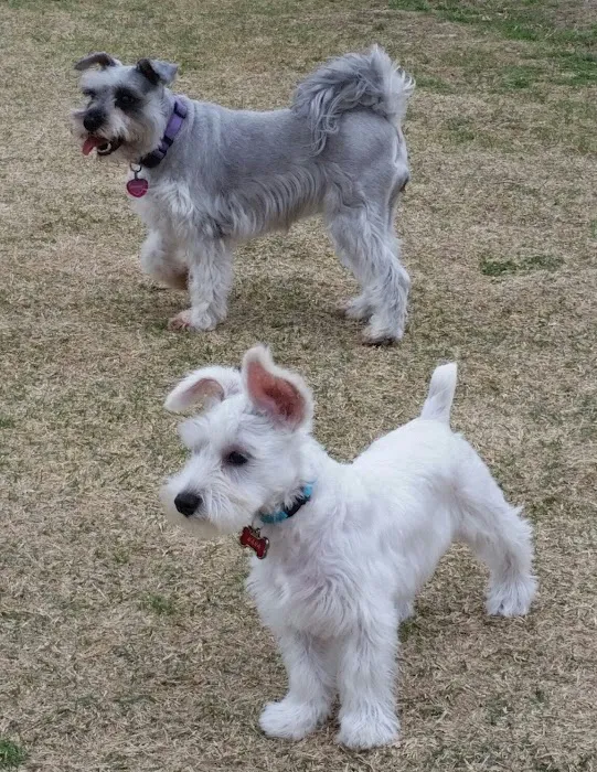 Rosemeade Dog Park 8