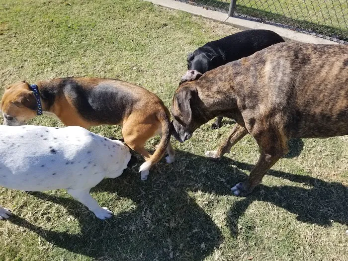 Rosemeade Dog Park 2