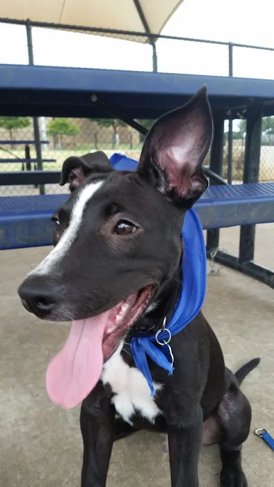 Rosemeade Dog Park 1