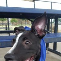 Rosemeade Dog Park ico