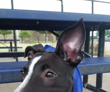 Rosemeade Dog Park
