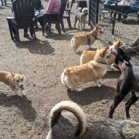 The Shacks Dining & Dog Park ico