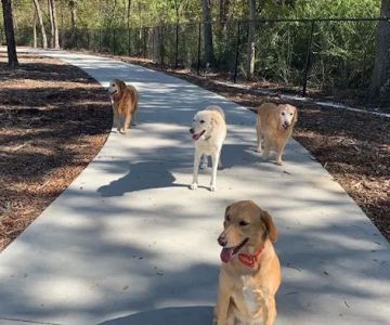 Dog Park at Windhaven Meadows Park