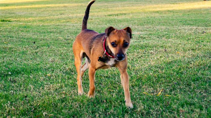 Dog Park 10