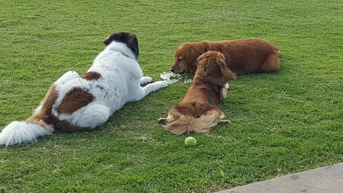 Dog Park 7
