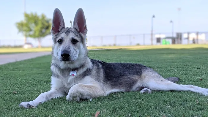 Dog Park 9