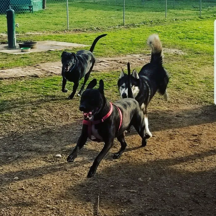 Wags-A-Hachie Dog Park 2