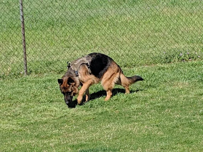 Bedford Bark Park 10