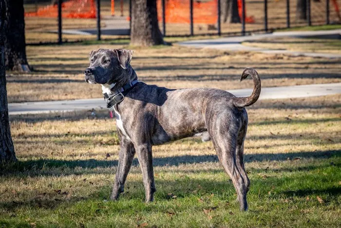 Hurst Dog Park 1