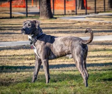 Hurst Dog Park