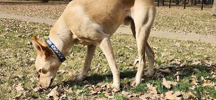 Hurst Dog Park 10