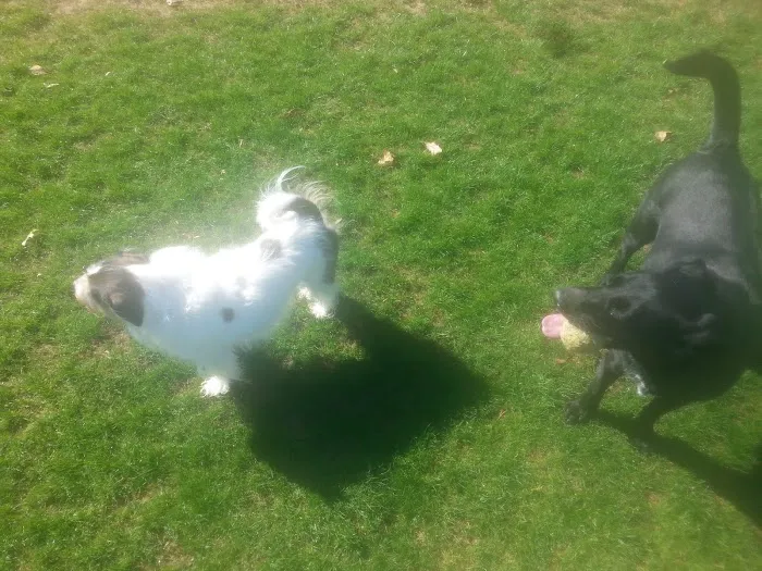 Hound Mound Dog Park 4