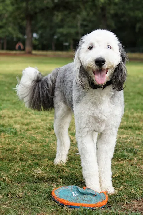 Hound Mound Dog Park 8