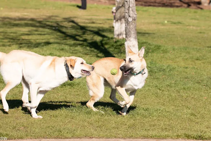 Hound Mound Dog Park 3