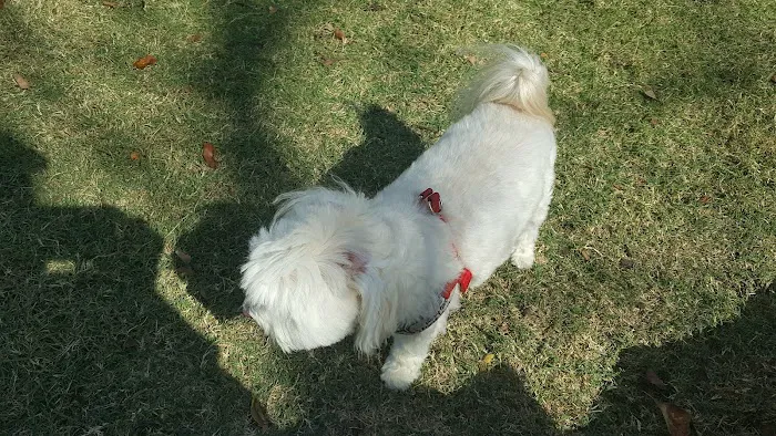 Hound Mound Dog Park 10