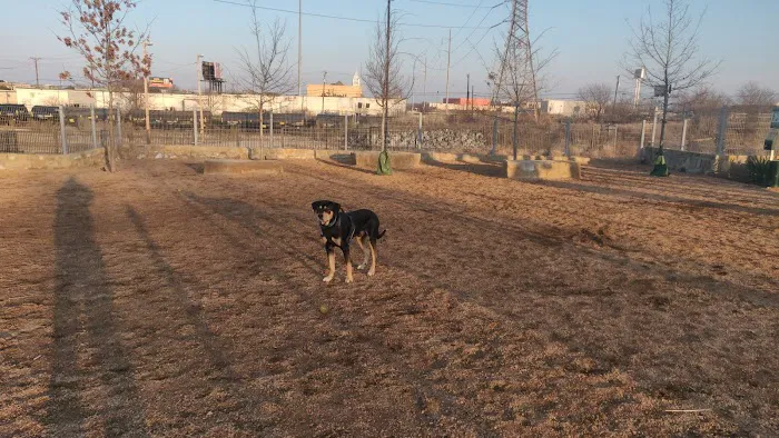Calhound Dog Park 2