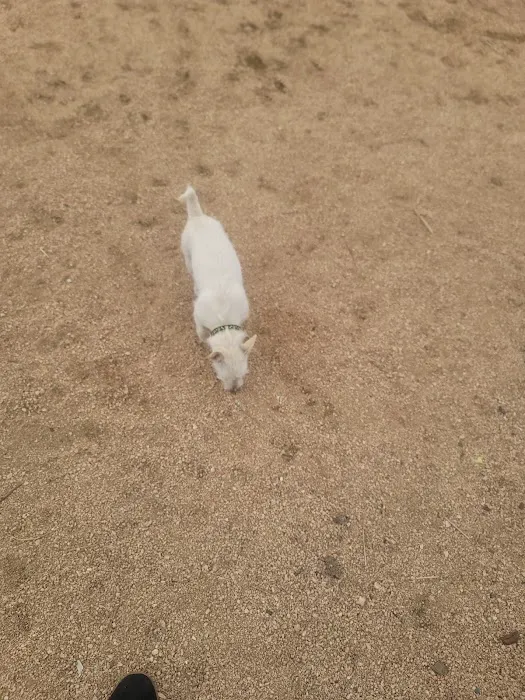 Calhound Dog Park 4