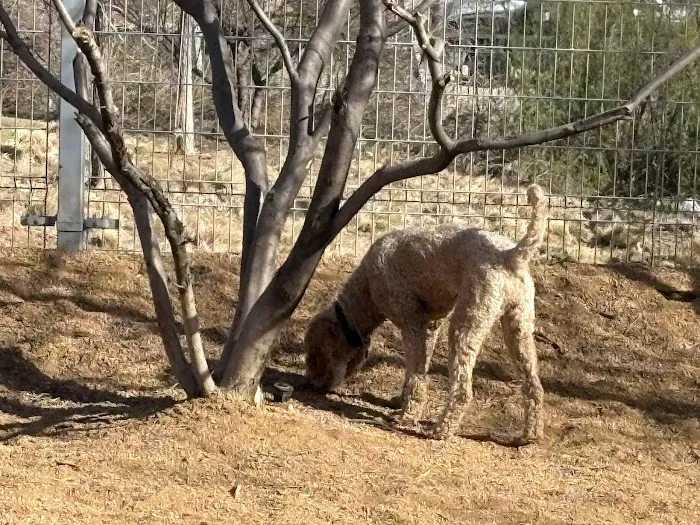 Calhound Dog Park 3