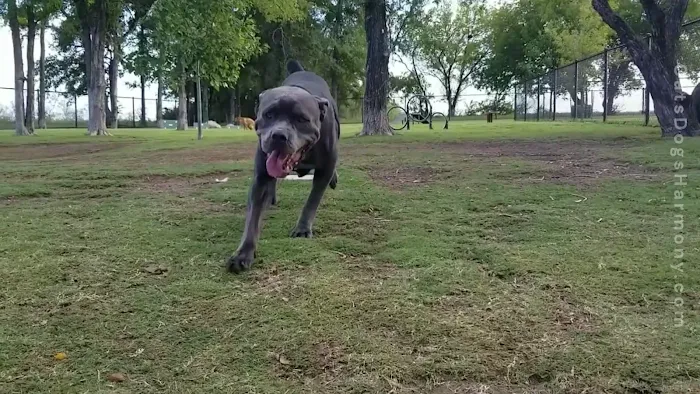 Burleson Bark Park 5