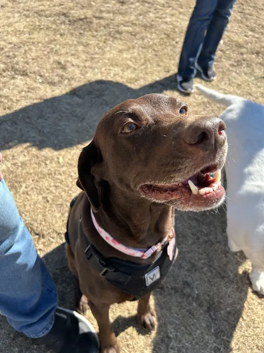 Burleson Bark Park 3