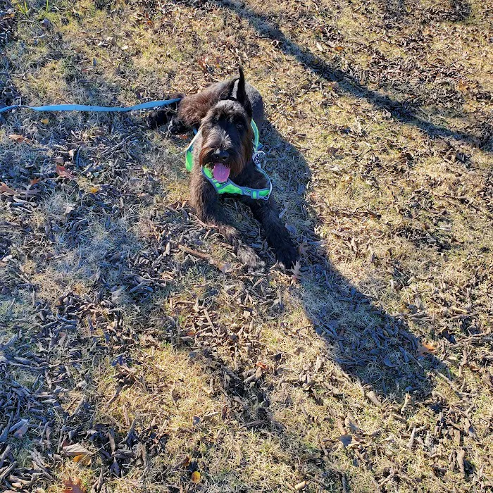 Burleson Bark Park 8
