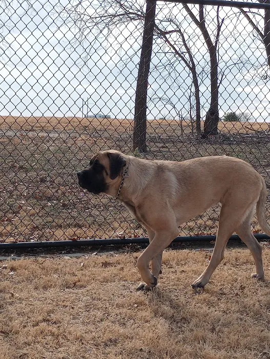 Burleson Bark Park 10