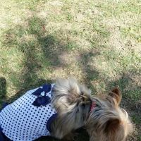 Pawsome Playground Dog Park ico