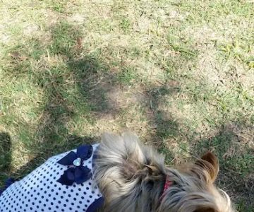 Pawsome Playground Dog Park