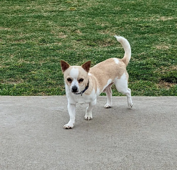 Pawsome Playground Dog Park 2