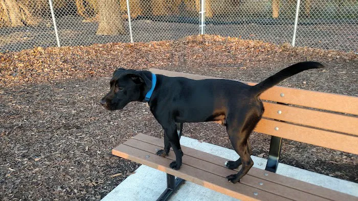 Pawsome Playground Dog Park 5