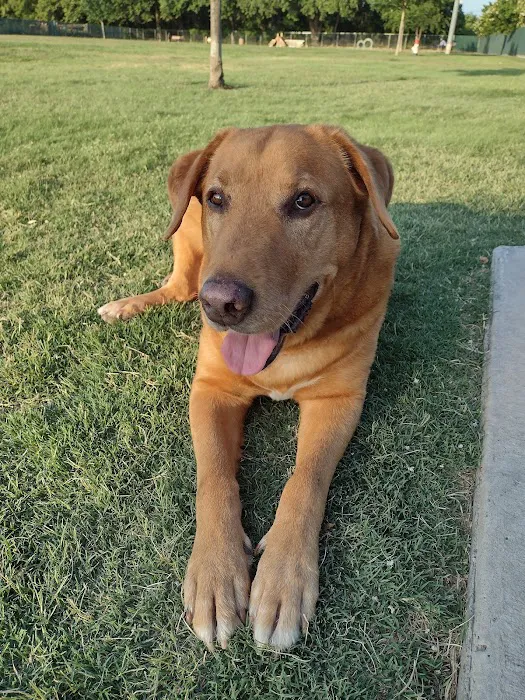 Pawsome Playground Dog Park 6