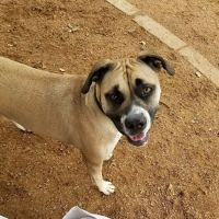 NRH Tipps Canine Hollow Dog Park ico