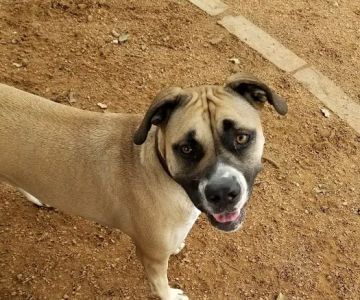 NRH Tipps Canine Hollow Dog Park