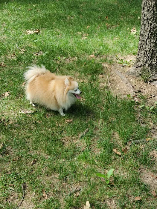 NRH Tipps Canine Hollow Dog Park 4