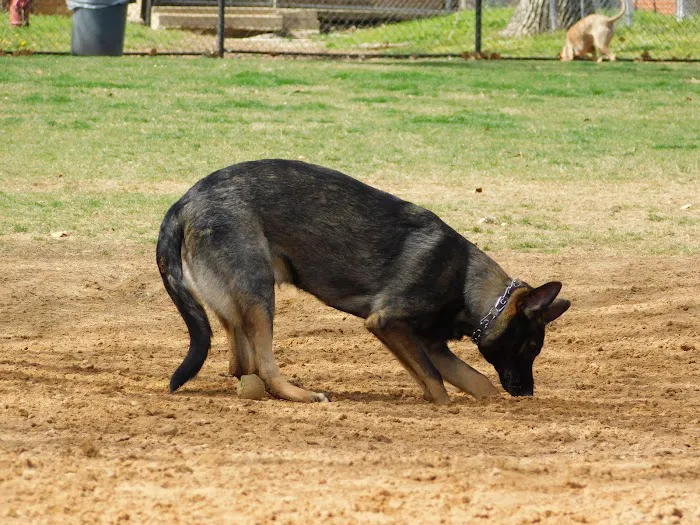 NRH Tipps Canine Hollow Dog Park 5