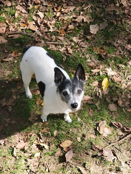 NRH Tipps Canine Hollow Dog Park 6