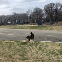 Boo Boo's Buddies Dog Park ico