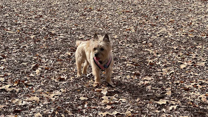 Boo Boo's Buddies Dog Park 6