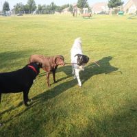 Freedom Dog Park ico