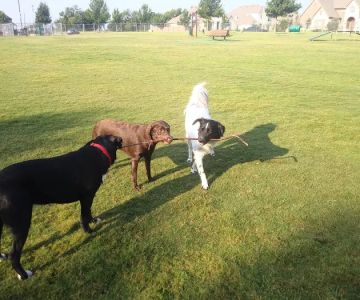 Freedom Dog Park